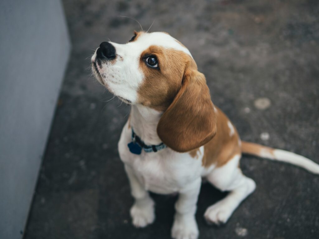 Beagle: conheça a raça do Snoopy e suas curiosidades 3 Raça Beagle, sentado no chão, Foto de Marcus Wallis na Unsplash