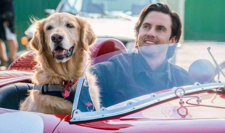 Filmes parecidos com Caramelo, da Netflix: 7 dicas 5 Filmes parecidos com Caramelo: A Arte de Correr na Chuva, cachorro, Netflix e Disney+