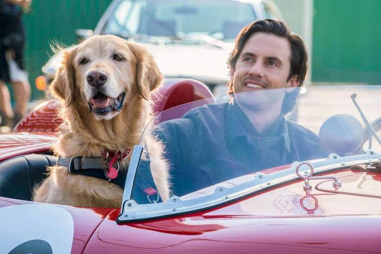 Filmes parecidos com Caramelo, da Netflix: 7 dicas 6 Filmes parecidos com Caramelo: A Arte de Correr na Chuva, cachorro, Netflix e Disney+
